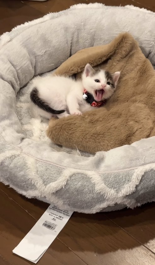 猫ベッドの中であくびをしている子猫