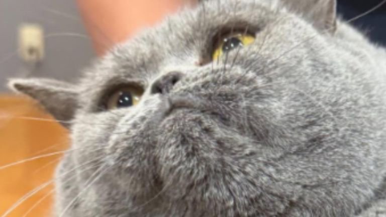 猫の顔