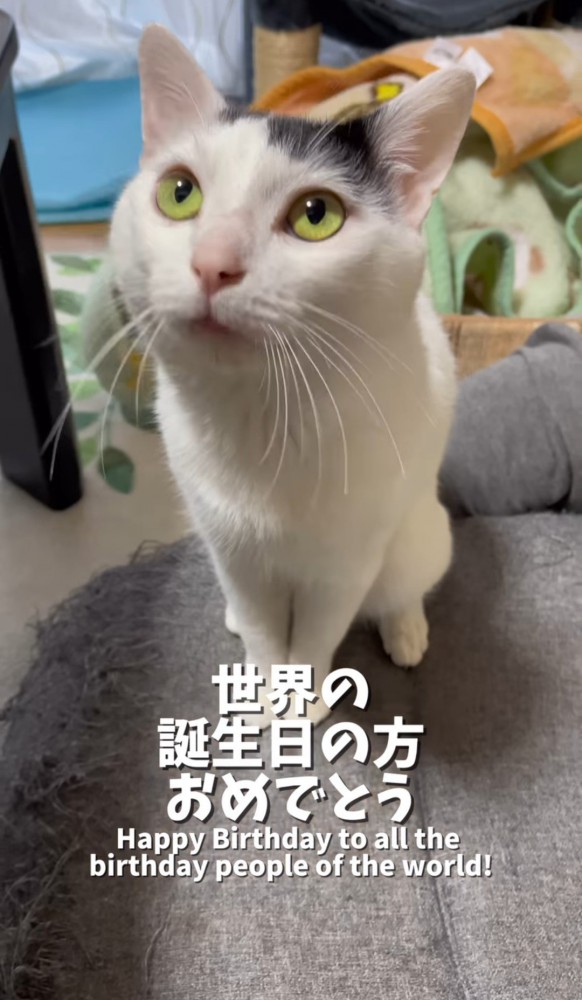 見上げる猫