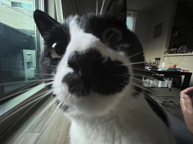 カメラのレンズを覗き込む猫のドアップ