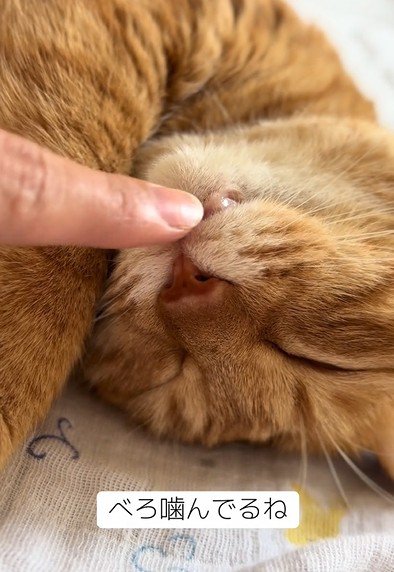 飼い主にベロを触られる猫