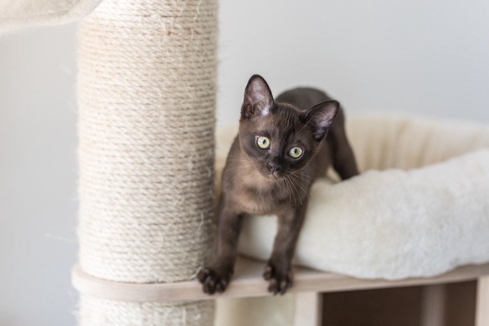 かわいいバーミーズの子猫