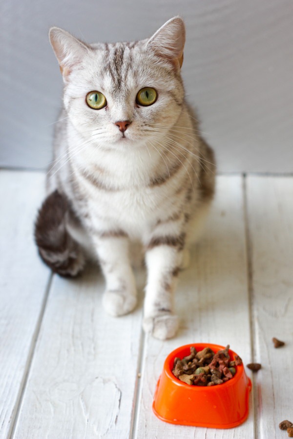 ご飯に不満がありそうな猫