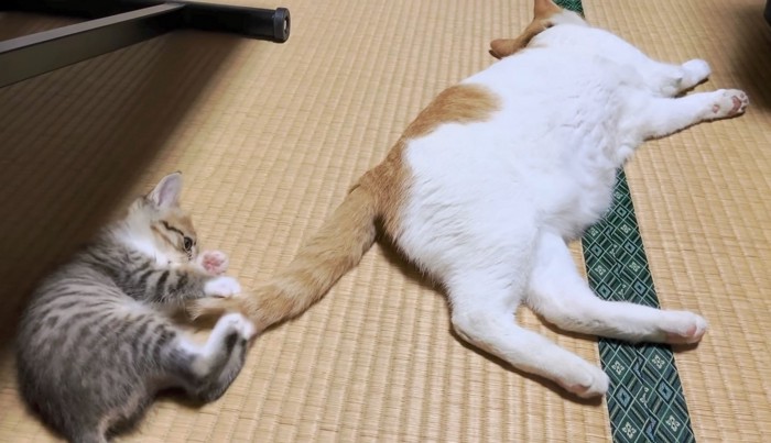 子猫と上手に遊んであげるヤンマーくん