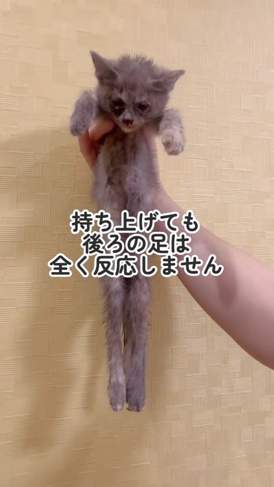 持ち上げられる子猫