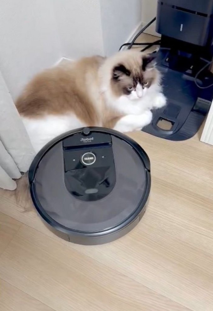 動くロボット掃除機を見つめる猫