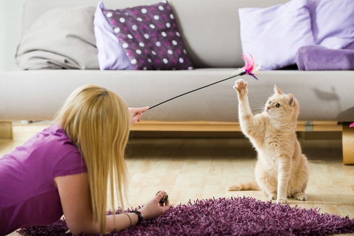 飼い主と猫じゃらしで遊ぶ猫