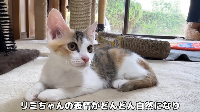 遠くを見ている子猫