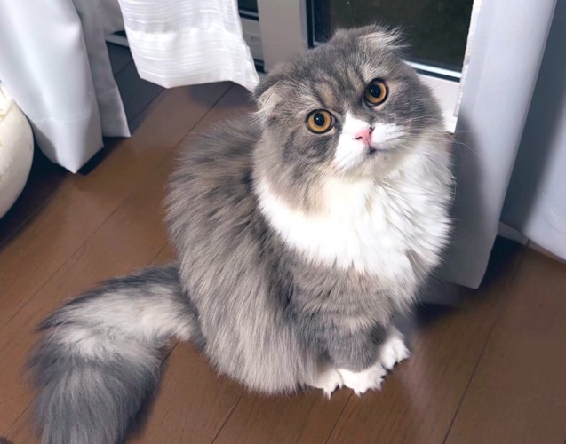 お座りする猫