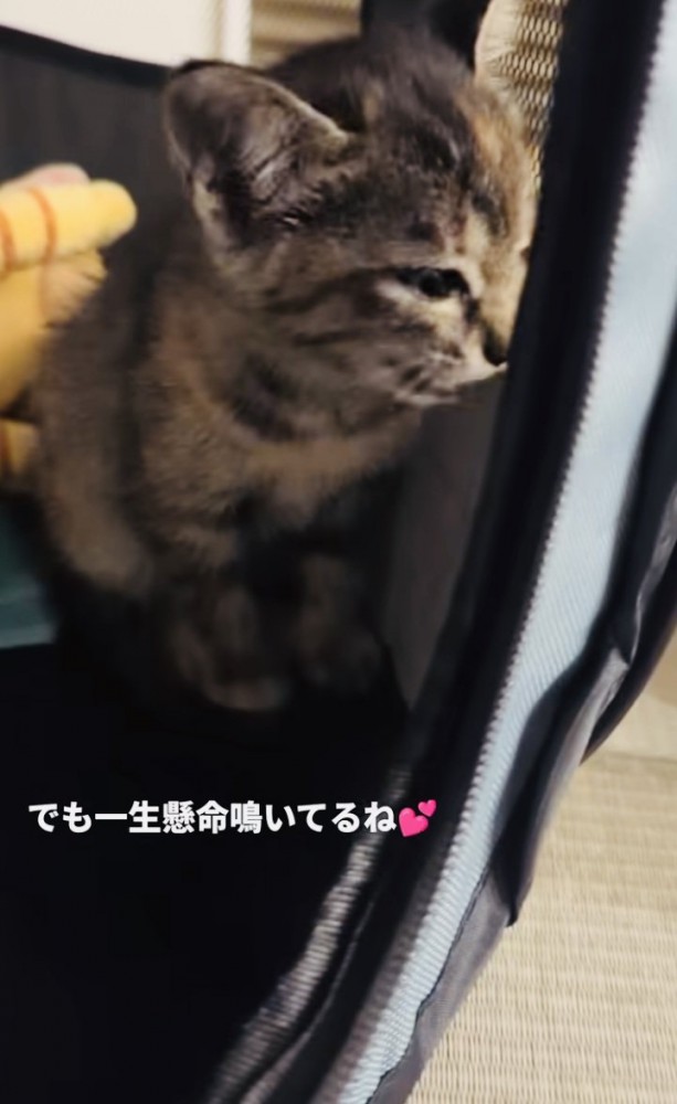 眠気を堪えて鳴く子猫