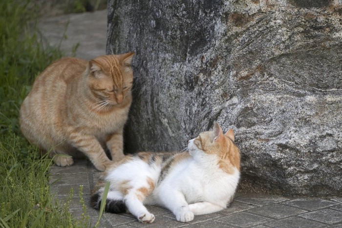 アプローチする猫