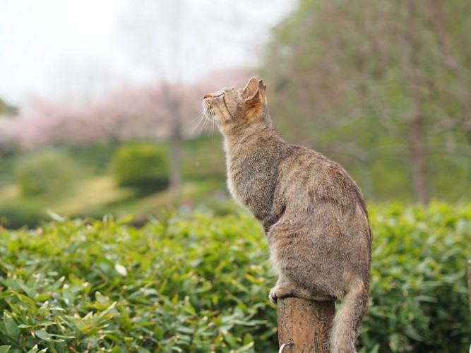 空を見つめる猫