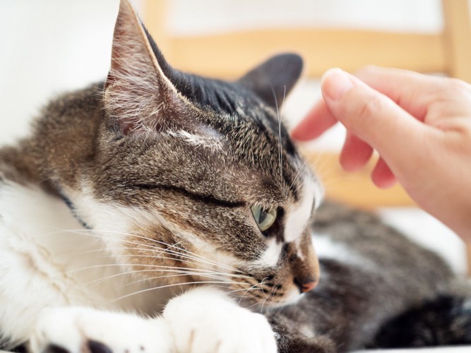 猫の頭に触ろうとする人の手