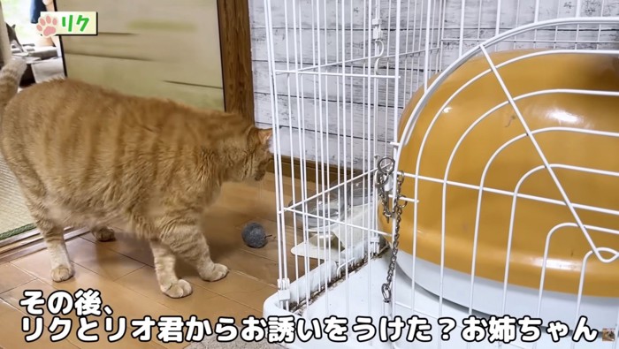 お誘いを受けるお姉ちゃん