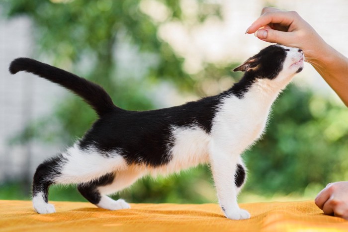 右手にすり寄る白黒猫