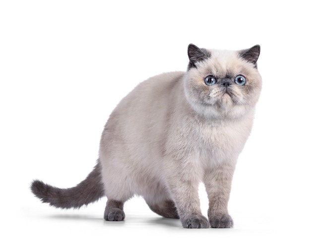 カメラ目線で立つ青い目のエキゾチックショートヘア