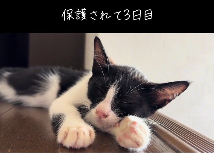 寝そべる子猫
