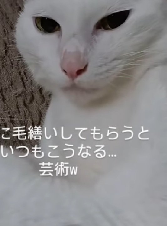真顔の猫
