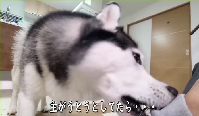 袖を噛む犬