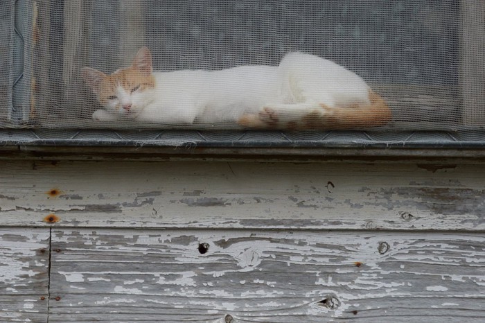 網戸とくつろぐ猫