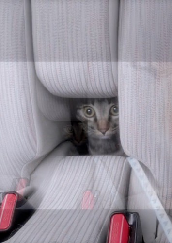 空を見つめる猫