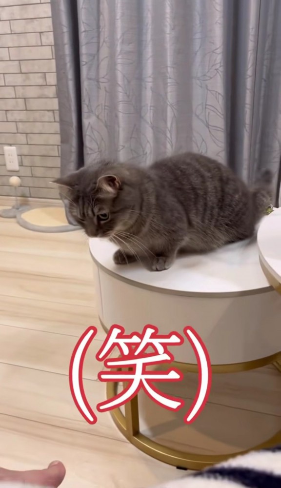 男性の足を見る猫