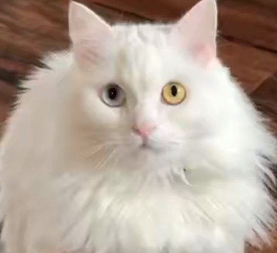 猫の顔