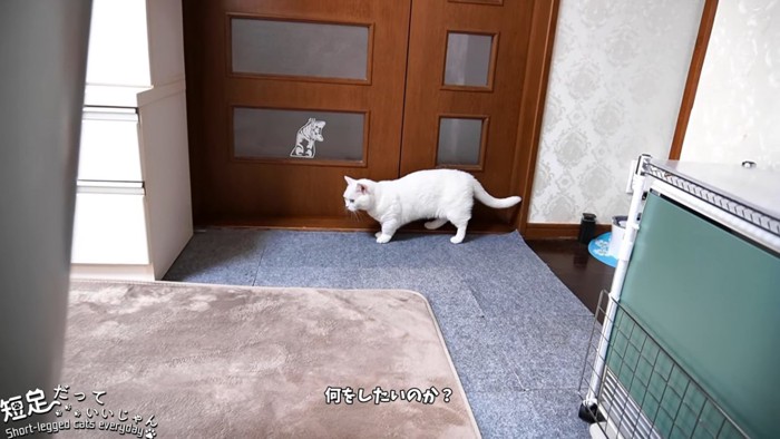 立っている猫