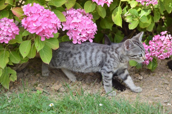 紫陽花と猫