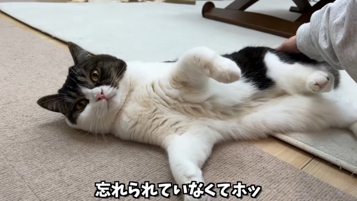 寝転ぶ猫