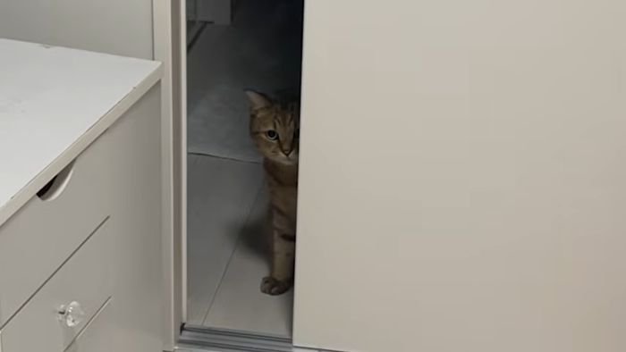 陰から見つめるみにら君