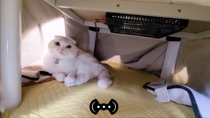 こたつの中の猫