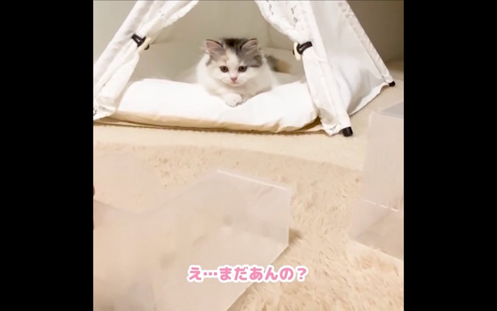 休む猫