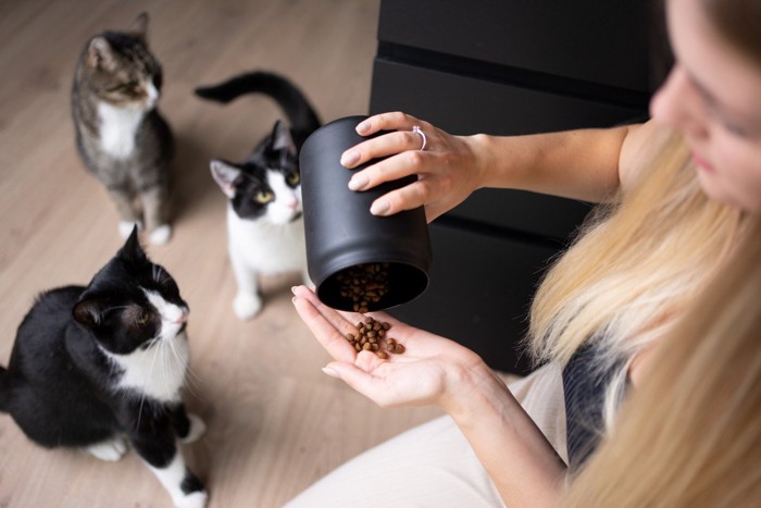 おやつを待つ3匹の猫とおやつを与える女性