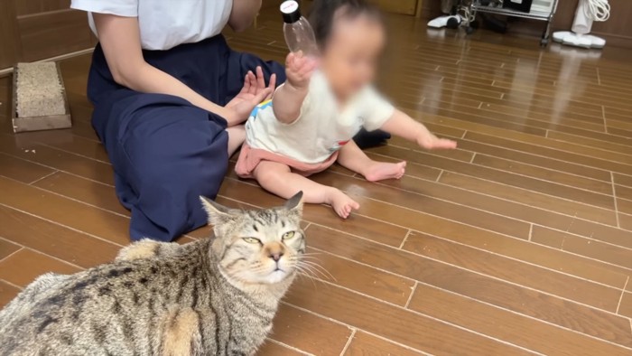 おもちゃで遊ぶ赤ちゃんと振り向く猫