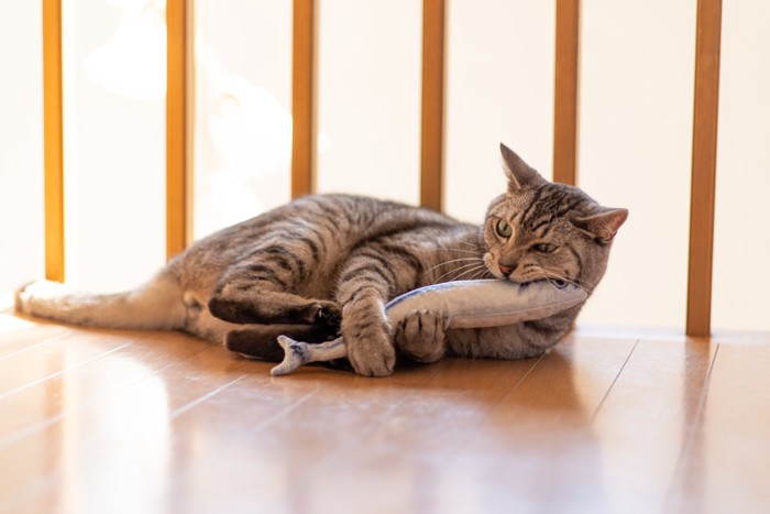 おもちゃのエビに噛みつく猫