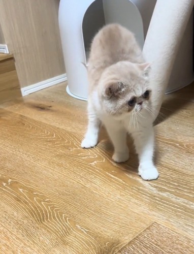 後ずさりする猫