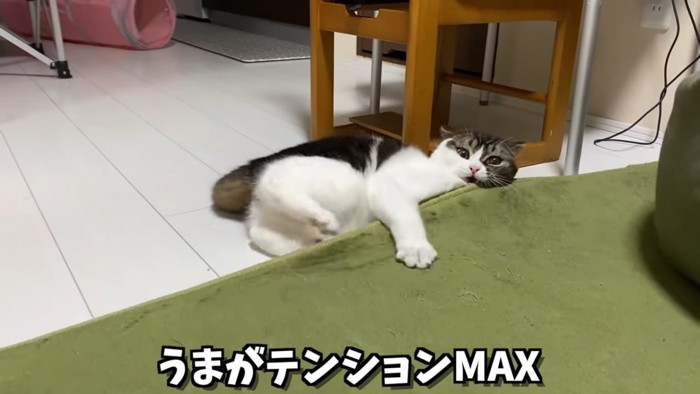 カーペットにしがみつく猫