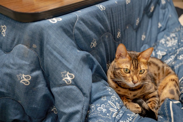 こたつにいる猫