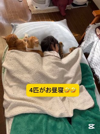 布団に入った3匹の猫と女の子