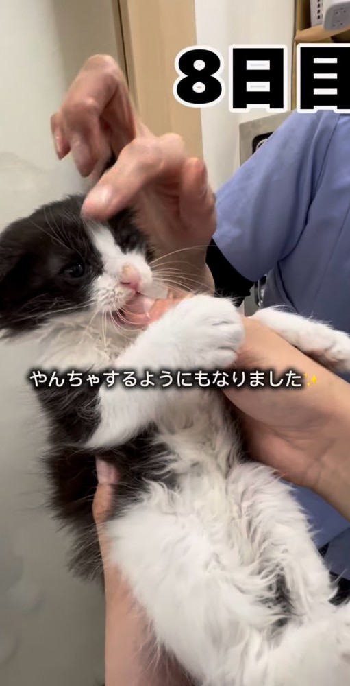 やんちゃもするようになった子猫