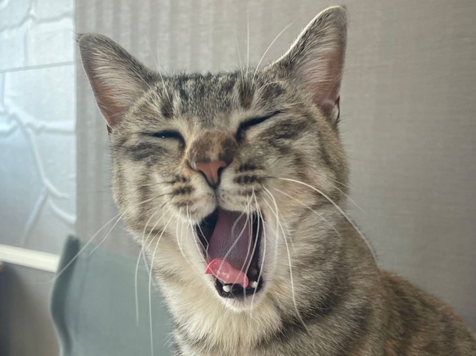 豪快にあくびをする猫