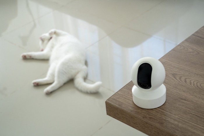 ペットカメラの後ろで仰向けになる猫