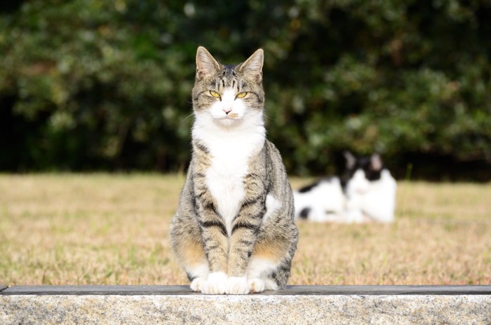 野原で座っている猫