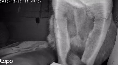 カメラの前で座っている猫（顔なしやや下向きアングル）