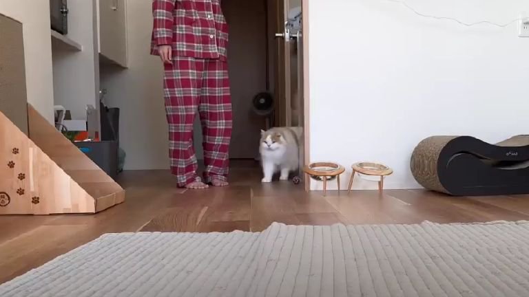 飼い主の近くを歩く猫