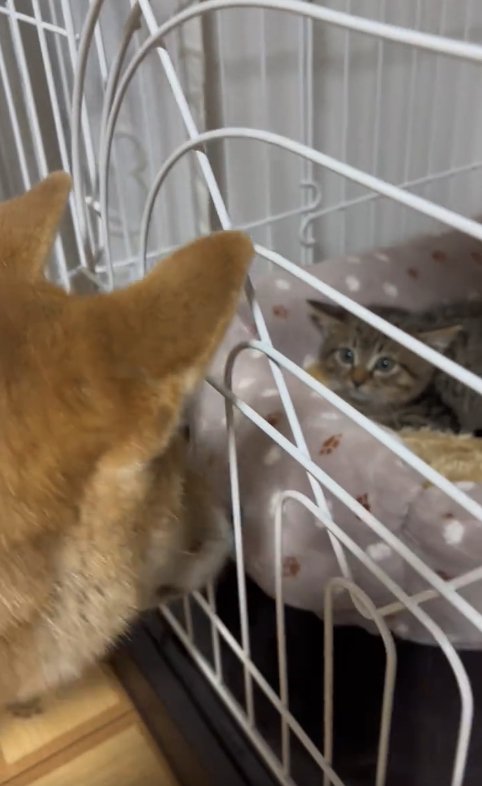 ケージの中の子猫を覗いている柴犬