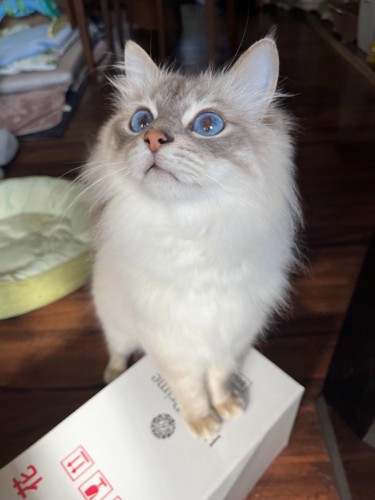 ブルーの目の猫