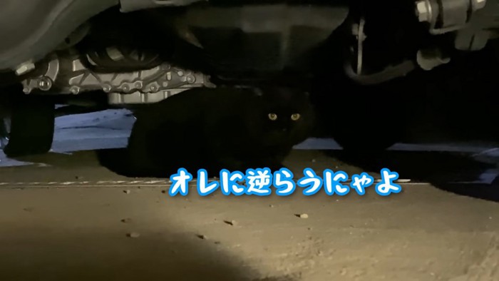 地域のボス猫