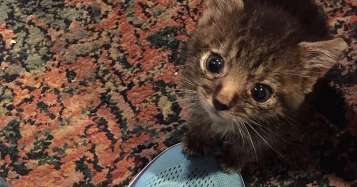 茶色系のカーペットの上に子猫